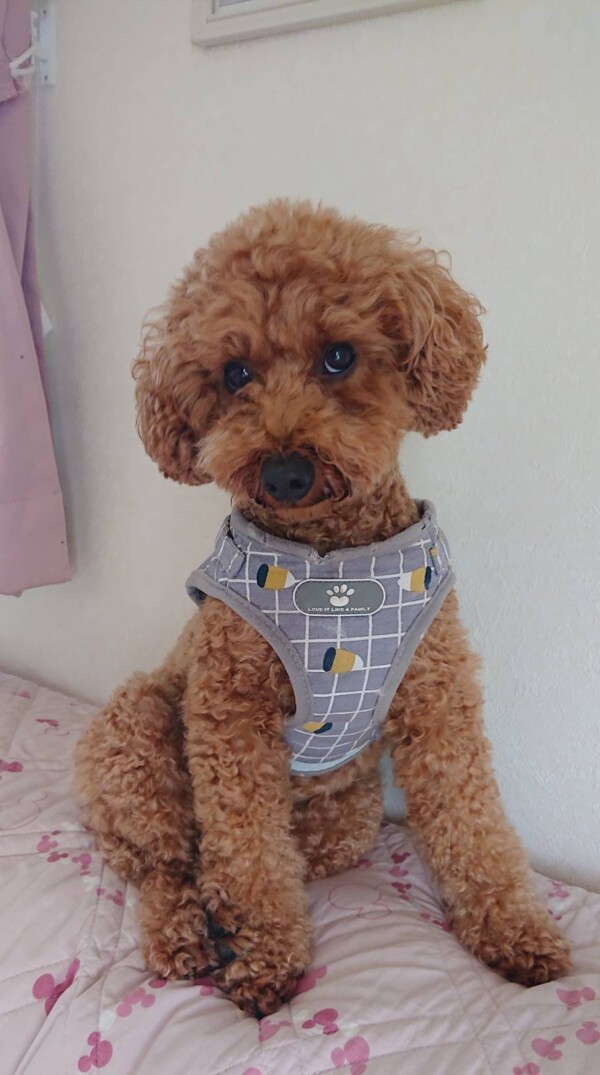 １姫のクルちゃん☆