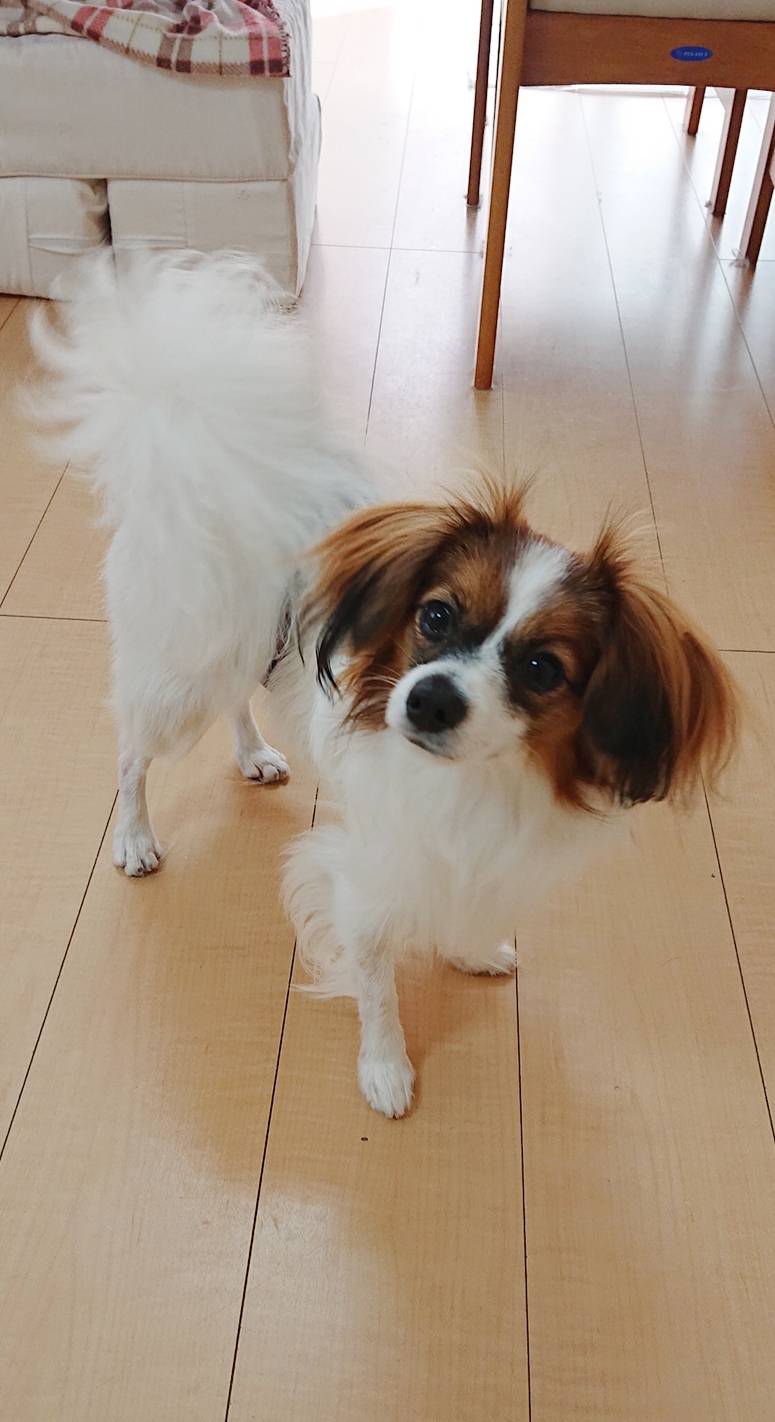 お泊り本番プリン君☆