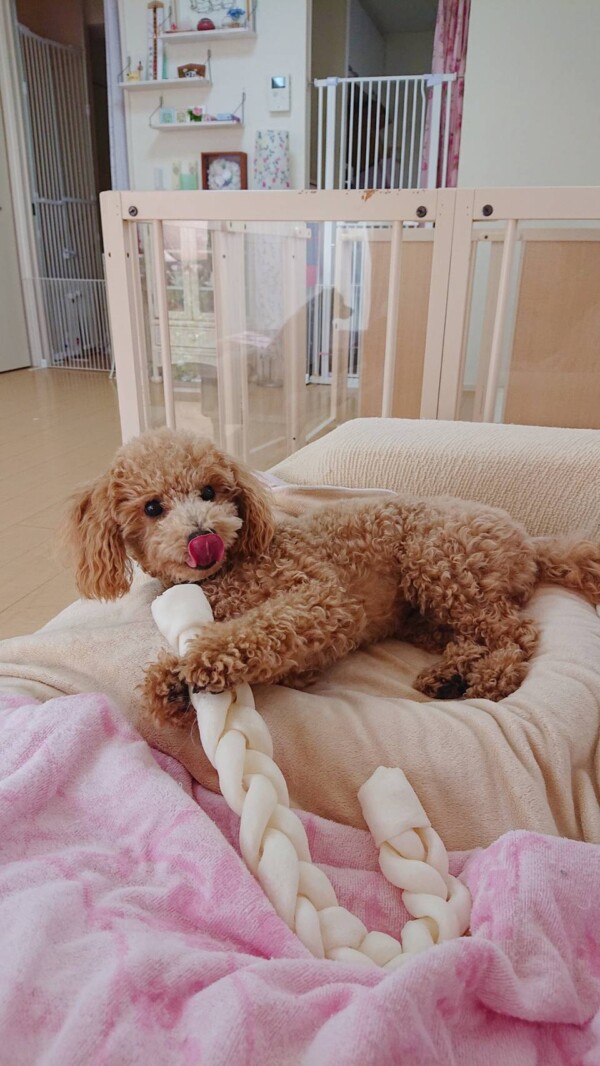 トイプードルのリオン君☆