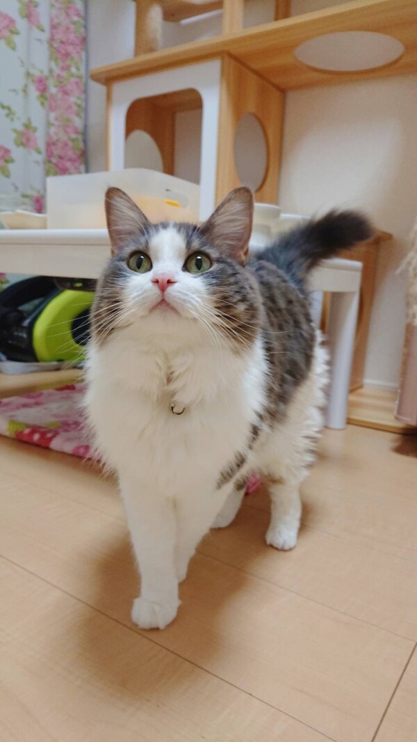 ラガマフィンれもんちゃん☆