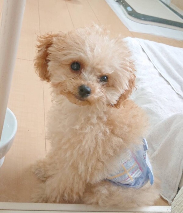 トイプードルのセナ君☆