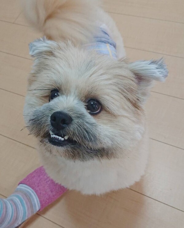 シーポメの武君☆