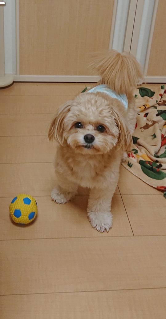 チワプーちゃろ君☆