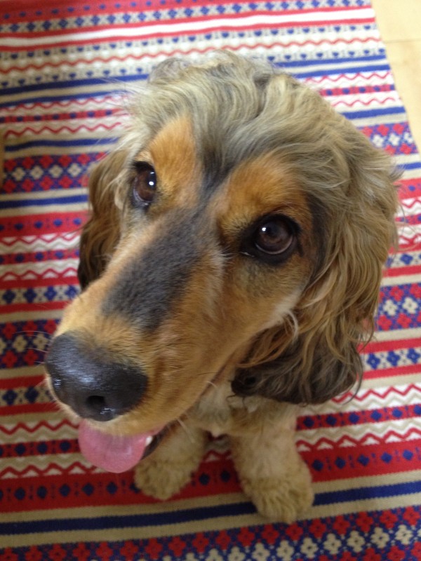 手づくりワンちゃんおやつ