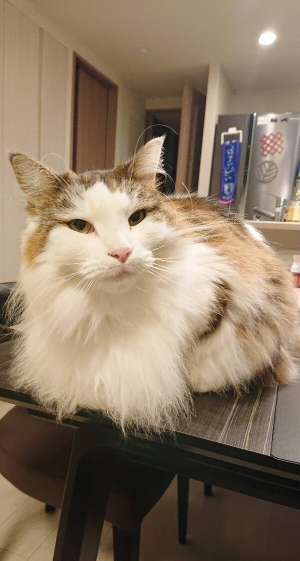 ミト君・テトちゃん・ファーちゃん☆