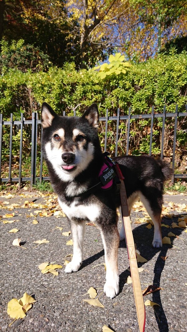 １年ぶりのかえでちゃん☆