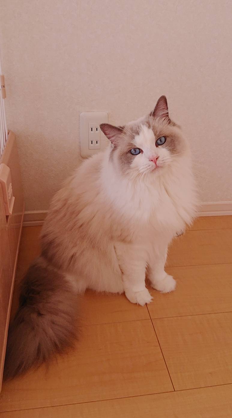 ８日間里帰りピケちゃん☆