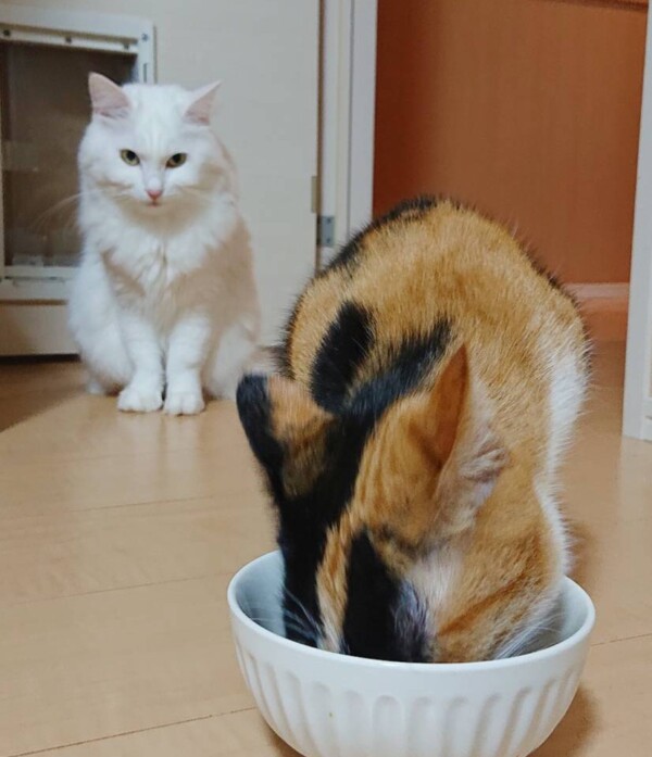 おこめちゃん＆しちみちゃん☆