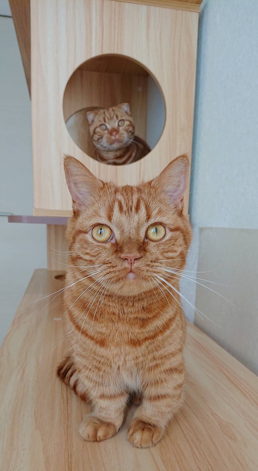 リピートほたて君・新規いくら君☆