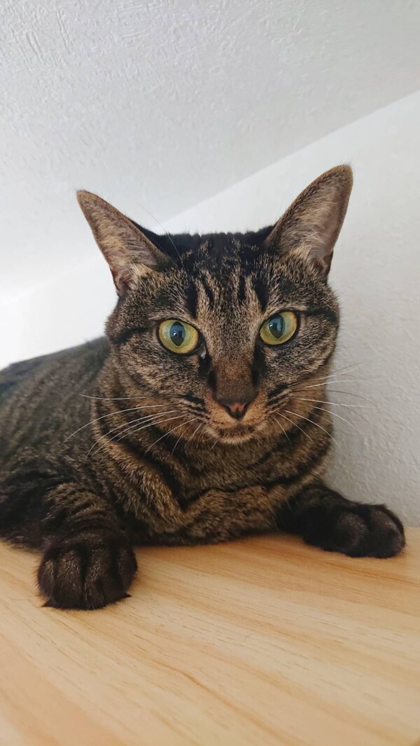 キジトラまいちゃん☆