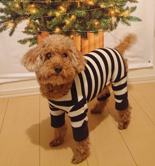 １２月ニコちゃん☆