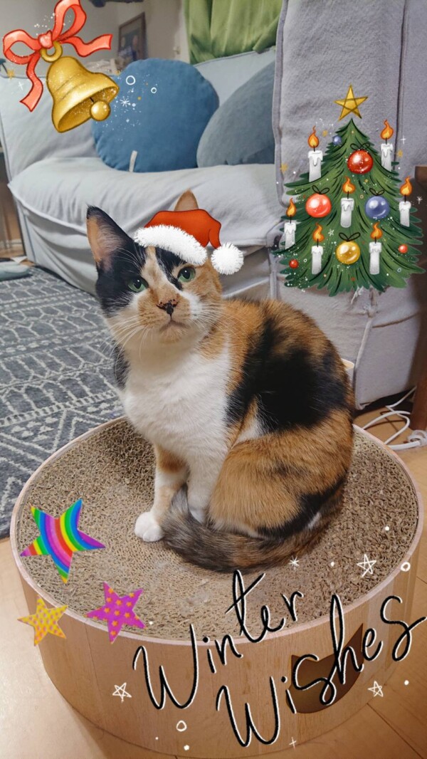 リピートおこめちゃん・しちみちゃん☆