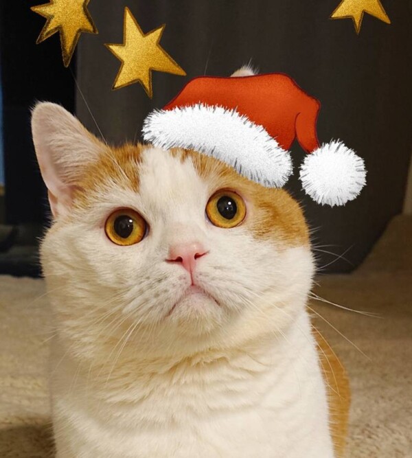 マンチカンのチャチャ君☆