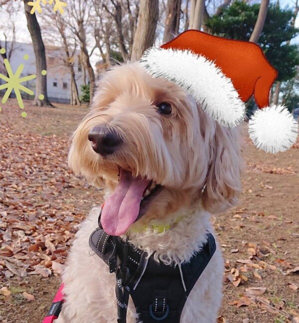 ラブラドゥードルのコロ君☆