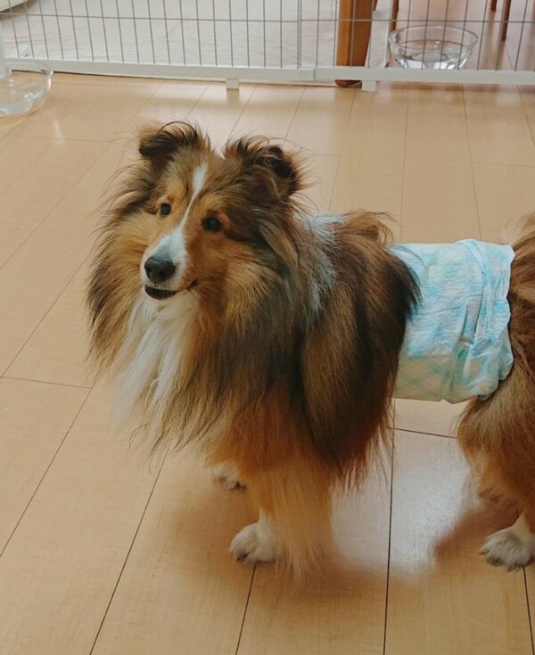 シェルティのレオン君☆