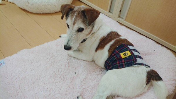 最年長ワンコのログ君☆