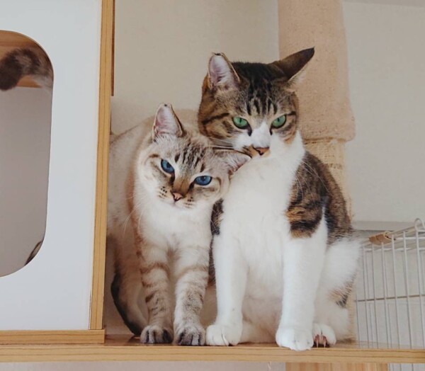 MIX兄弟ムギ君・コハク君☆