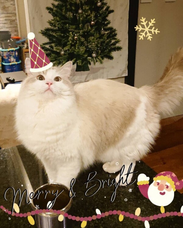 レオン君・マチルダちゃん・ルナちゃん☆