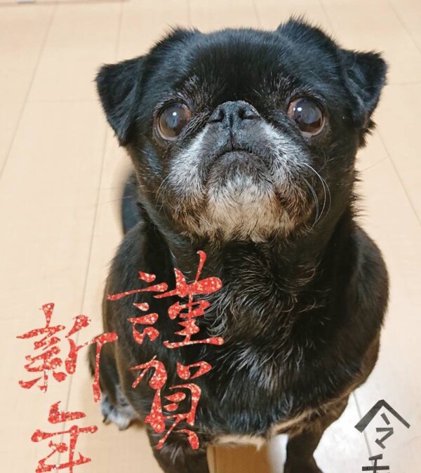 年越しはなちゃん☆