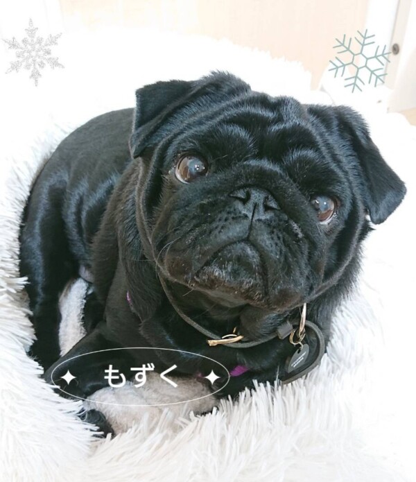 年越しもずくちゃん☆