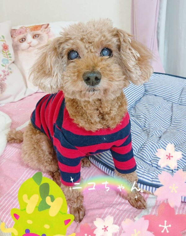 １１日間ニコちゃん☆