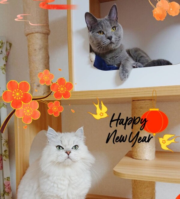 年越しガン君・メンディーちゃん・おとちゃん☆