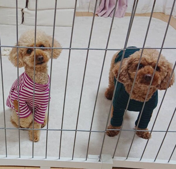 元日チョコ君・プアちゃん☆