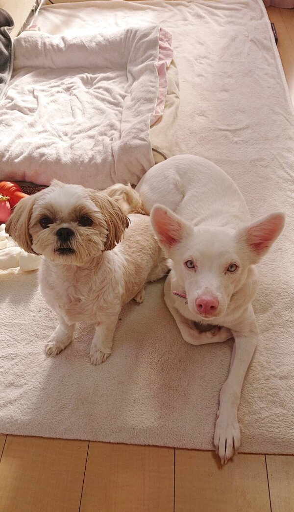 保護犬マロンちゃん・ももちゃん☆