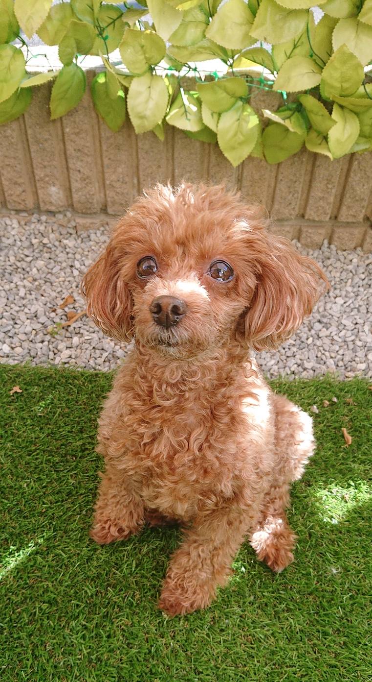 トイプードルのモルトちゃん☆