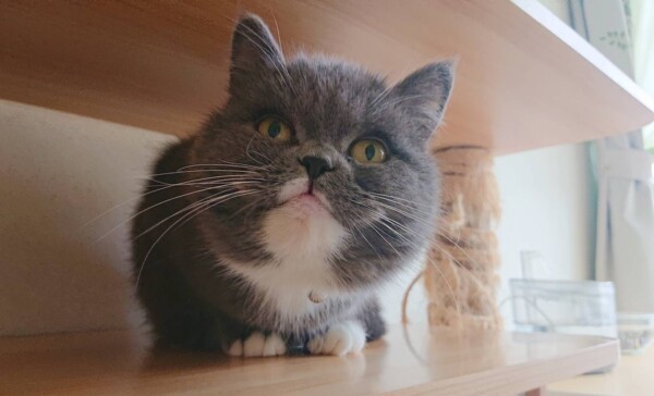 妹が出来たモモちゃん・コムギちゃん☆