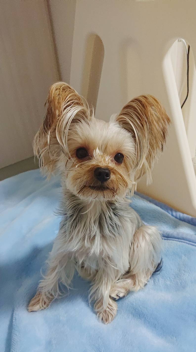 ヨーキーこはくちゃん☆