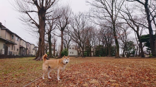 それぞれの楽しみ方ちゃちゃ丸君・はなちゃん☆