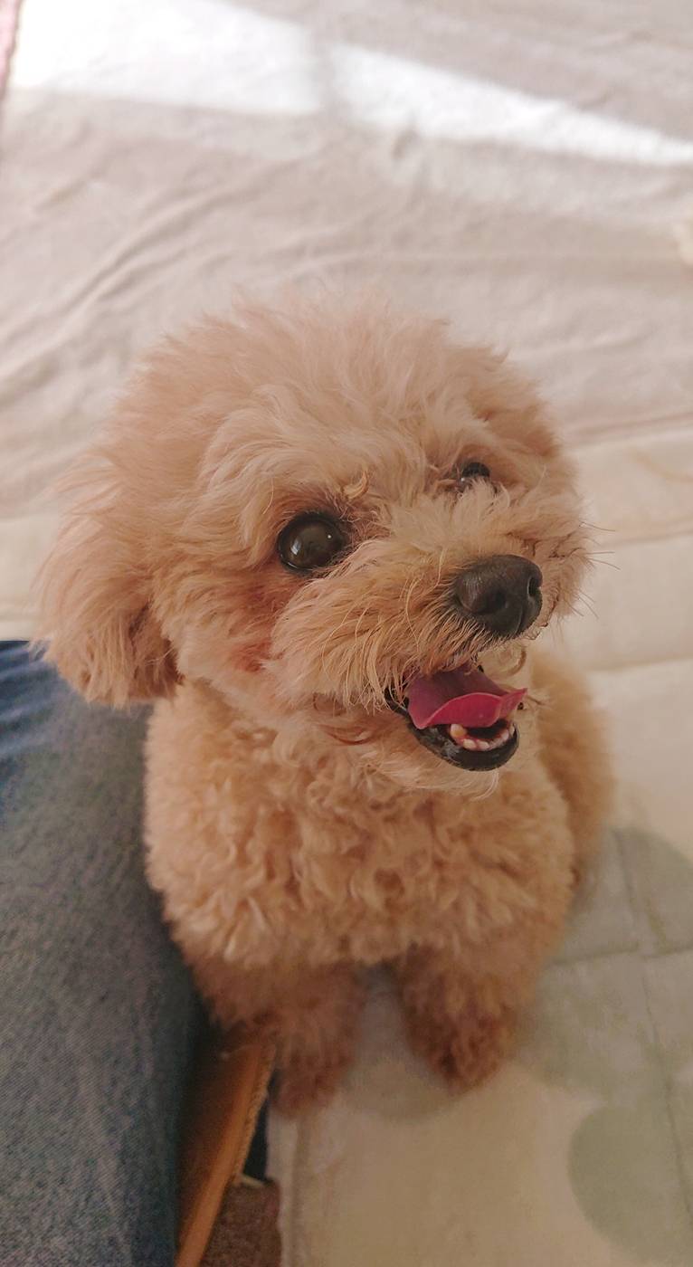 ティープーの海蘭ちゃん☆