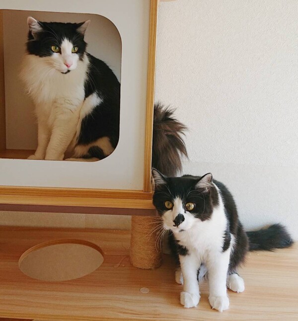 白黒猫兄弟ふじお君・コタロー君☆