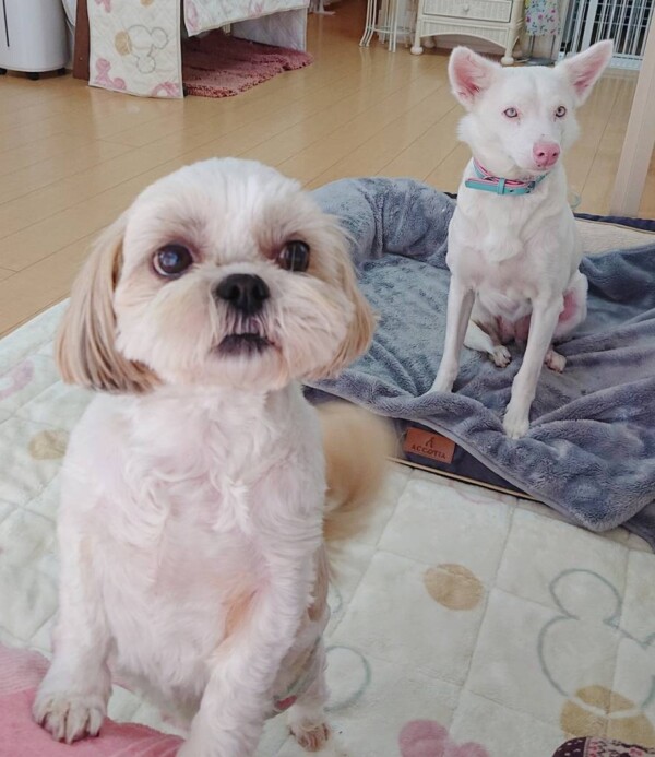 リピートのマロンちゃん・ももちゃん☆