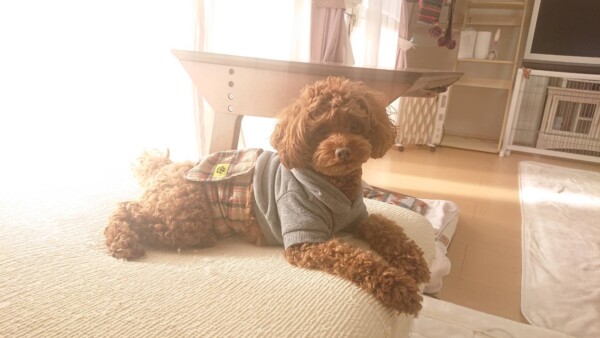 リピートのチョコ君☆