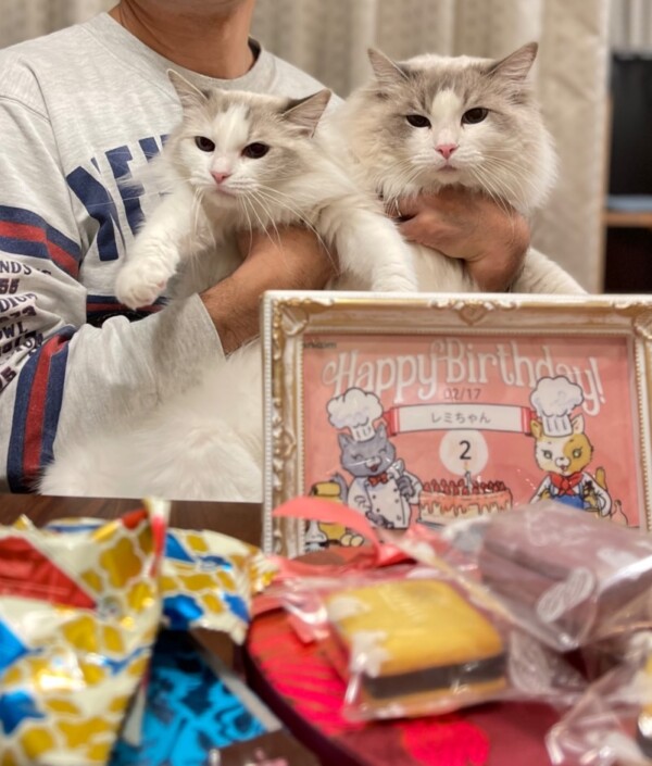 2022年２月17日生まれラグドール☆☆２歳おめでとう！