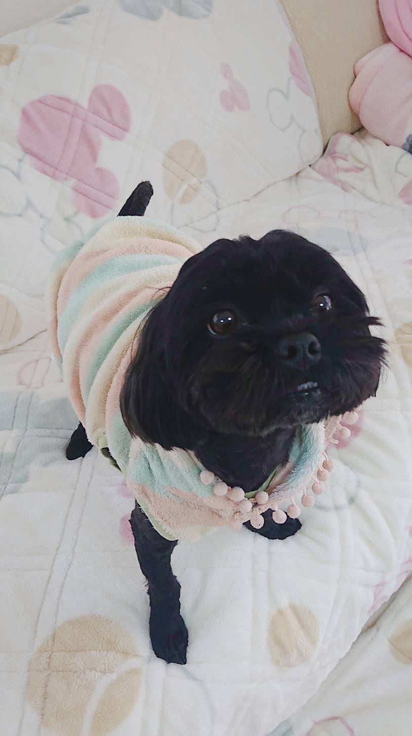 シープーの丸君☆