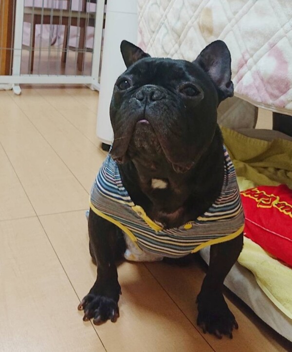 協力者やまと君☆