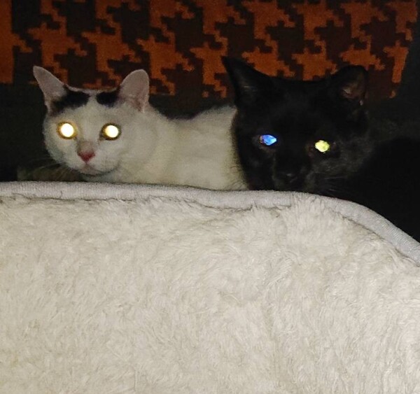 かくれんぼ５ニャン☆