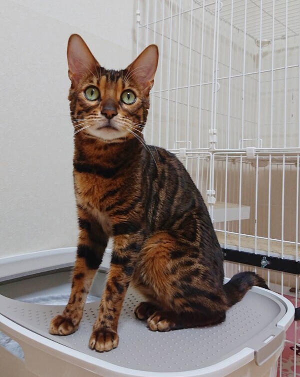 ９日間しいたけ君☆