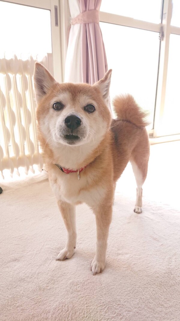 トレーニング開始の小梅ちゃん☆