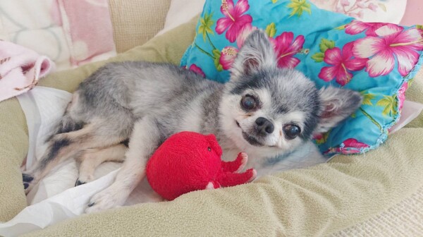 チワワのショコラ君☆