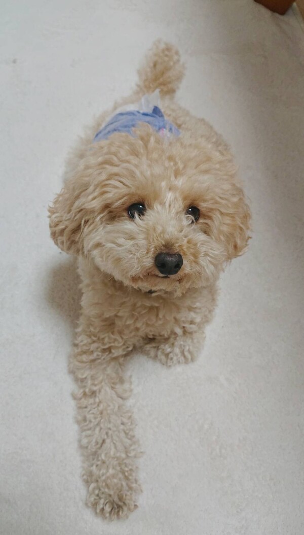 すっかり先輩ワンコのマメ君☆