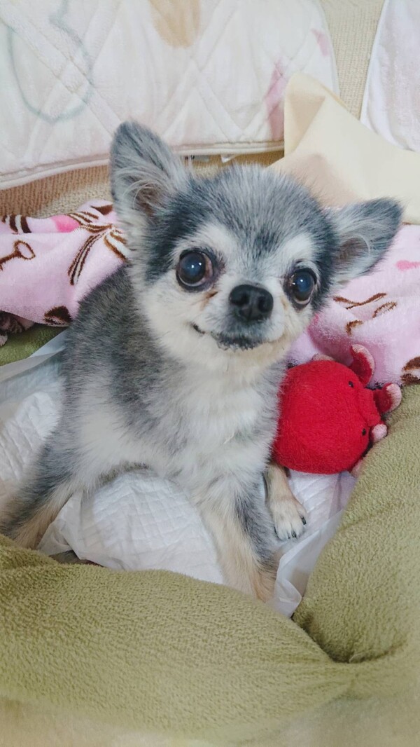 お泊りトレーニングのショコラ君☆