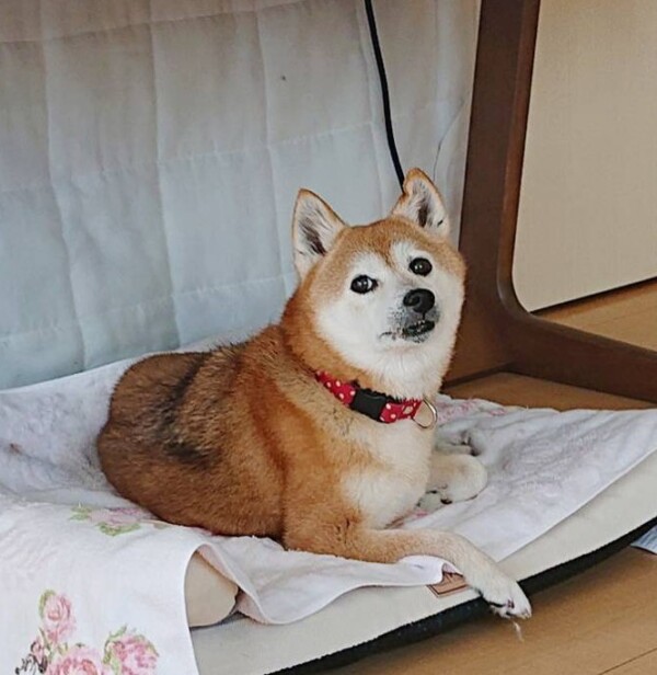 完璧に仕上がった小梅ちゃん☆