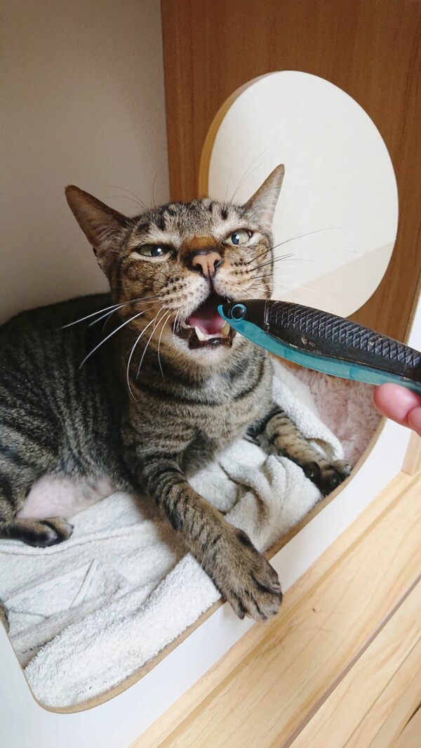 １５日間ミャオ君☆