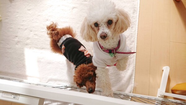 どんどん変化するレアちゃんノア君☆