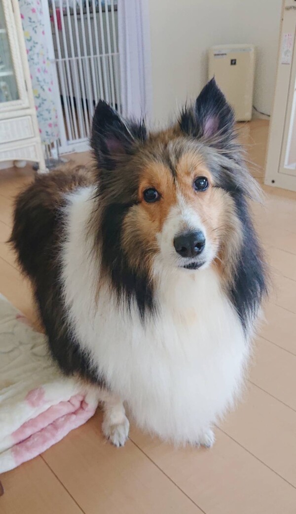 フワフワのミルちゃん☆