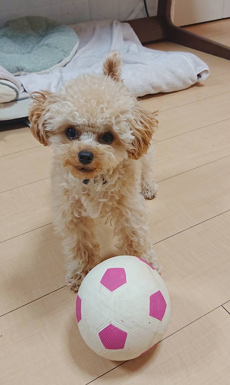 社会化バッチリのセナ君☆